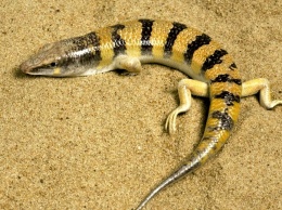 Ученые поняли, как пустынные ящерицы не задыхаются под песком