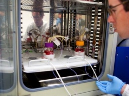Ученые создали новый гель для выращивания маленьких человеческих органов