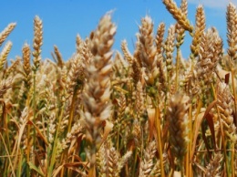В Украине дефицит качественного зерна для производства круп - эксперт