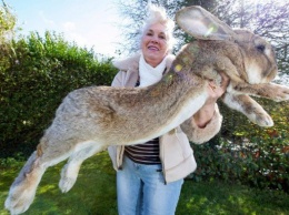 Аномально-крупные животные: гигантский кот и неподъемный кролик