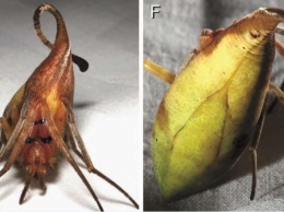 В Китае открыли пауков, маскирующихся под живые и мертвые листья одновременно