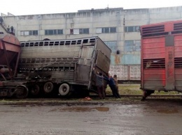 В Николаеве грузовик с коровами не уступил дорогу товарному поезду