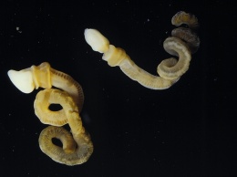 Безглазые черви способны распознавать свет на вкус