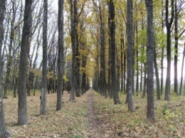 В Запорожской области в лесопосадке нашли труп переселенки