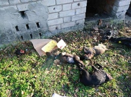 В Херсоне живодеры перерезали горло четырем собакам и бросили их умирать