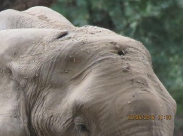 От сильной боли слон бился головой об деревья. Причина его страданий была ужасна!