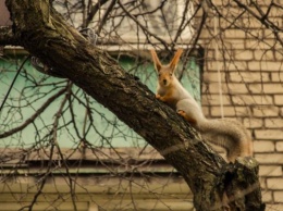 В Запорожье обнаружили уникальное животное (ФОТО)