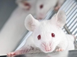 Плазма крови молодых людей смогла омолодить мышей