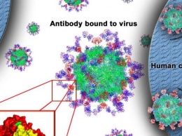 Структура астровируса человека может привести к новым вакцинам и антивирусным терапиям