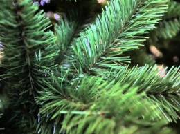 Одно из запорожских лесных хозяйств посадило около 50 000 "новогодних елок"