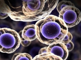 Ученые рассказали об образовании клеток в организме