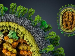 Ученые: на Земле обитают тысячи неизвестных науке вирусов
