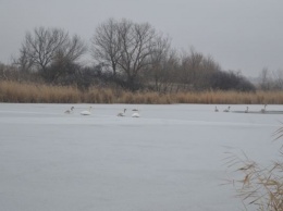 В Запорожской области лебеди застряли во льду (Фото)