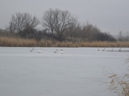 Спасатели запорожской области высвободили лебедей из ледяного плена
