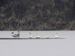 Лебеди покинули водоем в Кропивницком