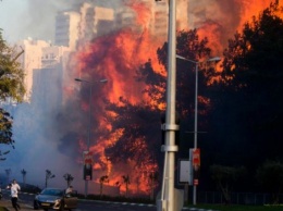 В Израиле арестованы подозреваемые в поджоге леса