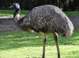 В Германии в зоопарке от птичьего гриппа скончался страус эму