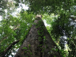 Ученые обнаружили самое высокое дерево Африки
