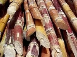 Новые методы использования отходов сахарного тростника
