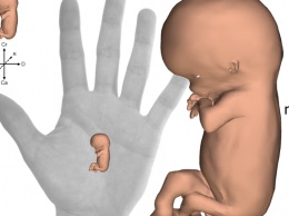 Ученые создали интерактивный 3D-атлас эмбрионального развития