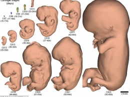 Ученые создали трехмерную модель жизненного цикла эмбриона