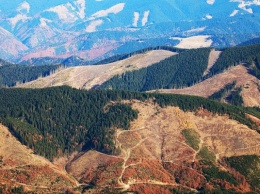 Вырубка кругляка оставит Украину без карпатских лесов: эксперты дали устрашающий прогноз