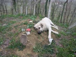 Когда сын пришел навестить могилу отца, он увидел там собаку. Какая трогательная сцена!