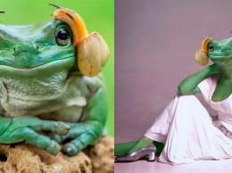 Интернет-пользователи «отфотошопили» лягушку в принцессу Лею