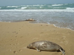 Раскрыта тайна массовой гибели тюленей