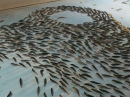 В Японии закрыли каток, создатели которого заморозили во льду пять тысяч рыб