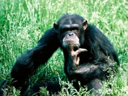 Ученые: Руки человека примитивнее конечностей шимпанзе