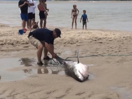 Хит дня: пляжники не побоялись акулы и дотащили ее до воды (ВИДЕО)