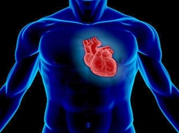 Ученые вырастили миниатюрное сердце в лаборатории