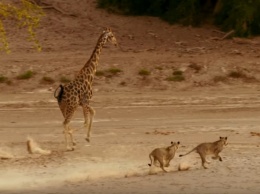 Львица пожалела, напав на жирафа (видео)