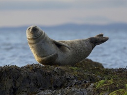 GPS-навигаторы помогли ученым разгадать тайну гибели тюленей