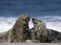 Ученые установили причину массовой гибели тюленей
