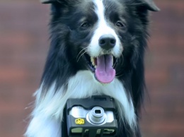 На этого пса повесили фотоаппарат, который делал снимки каждый раз, когда у него учащалось сердцебиение