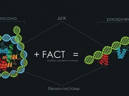 Ученые из России впервые увидели, как клетки "разматывают" ДНК