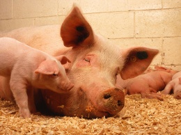 Беларусь запретила импорт свинины из двух областей Украины