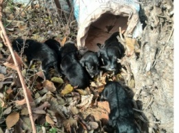 В Мелитополе боец АТО спас семерых щенков