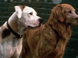 Человек собаке - друг: 10 лучших фильмов про братьев наших меньших