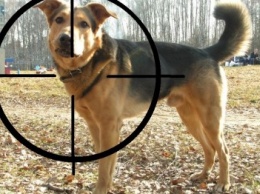 В Киевской области мужчина охотился на бродячих собак