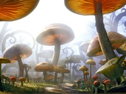 «Волшебные» грибы помогут больным раком