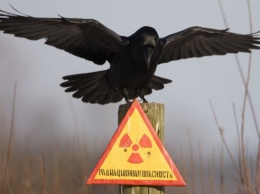 Чернобыльская зона превратится в солнечный парк