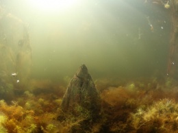 В озерах Хорватии ученые обнаружили неизвестных животных