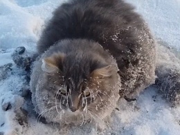 Как неравнодушные люди кота из ледяного плена спасали