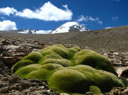Растения нашлись в горах на рекордной высоте