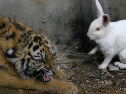 Украинскому кролику порекомендовали не дергать за усы русского тигра