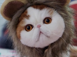 Instagram милых котиков покорил сеть