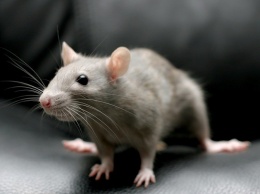 Исследователи: мыши могут определять уровень кислорода в воздухе